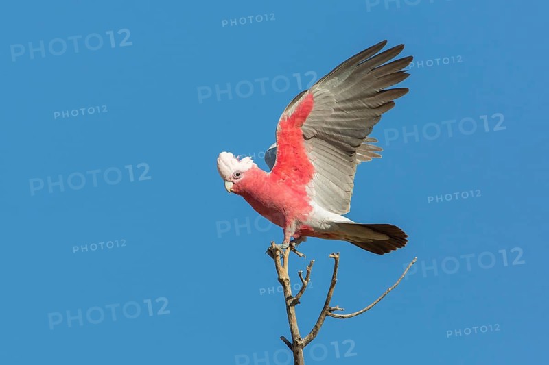 Galah (Eolophus roseicapilla kuhli) landing on a tree top, Queensland, Australia