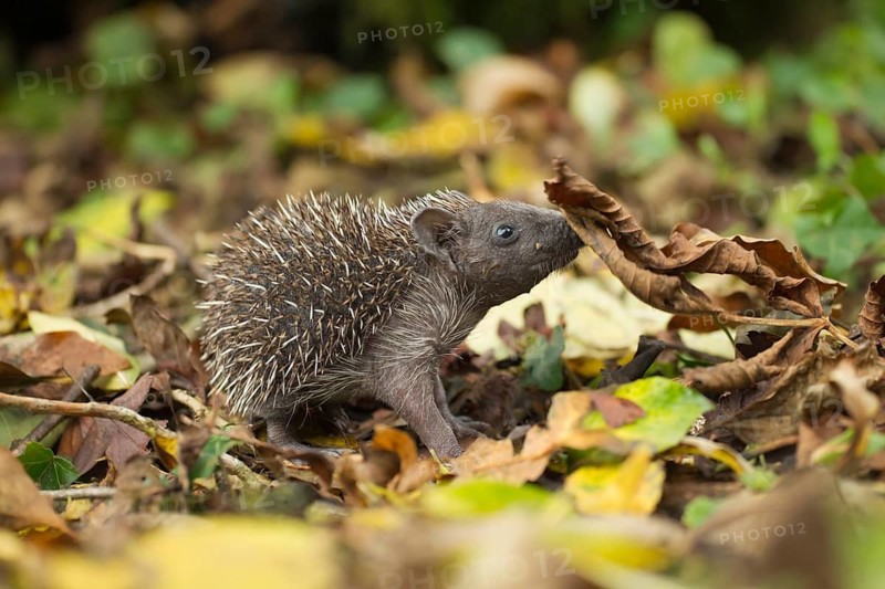 European hedgehog (Erinaceus europaeus) juvenile baby hoglet animal in a garden in autumn, England, United Kingdom