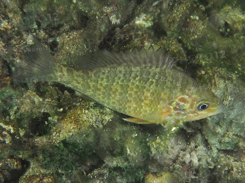 Pumpkinseed sunfish (Lepomis gibbosus) swimming near an algae-infested surface. Dive site Riff Williams, Herrliberg, Lake Zurich, Canton Zurich, Switzerland
