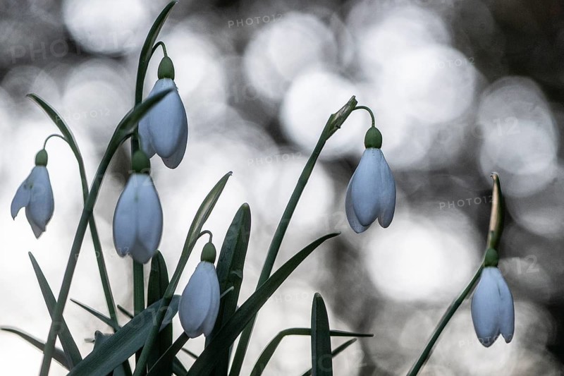 Snowdrop (Galanthus nivalis), Rmsland, Lower Saxony, Germany