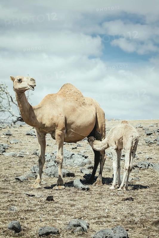 Camels (camelus dromedarius) grazing on a plateau on a cliff, Dalkut, Dhofar, Oman
