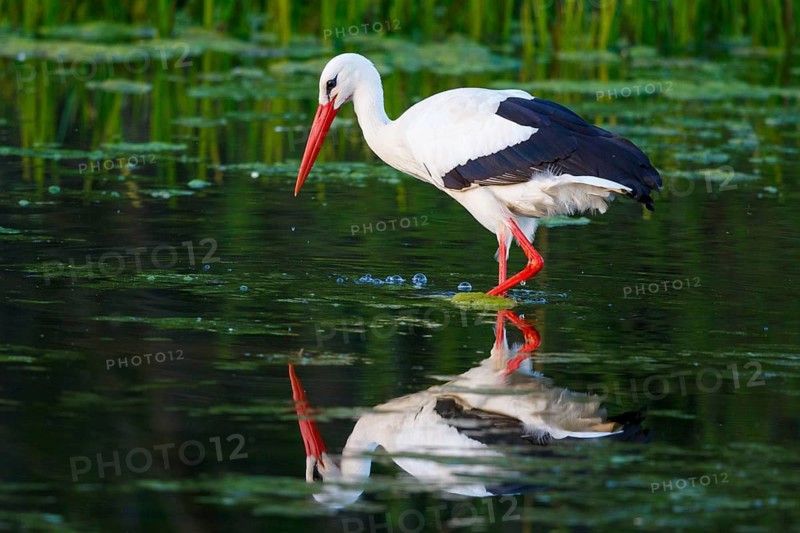 White Stork (Ciconia ciconia) foraging, North Rhine-Westphalia, Germany