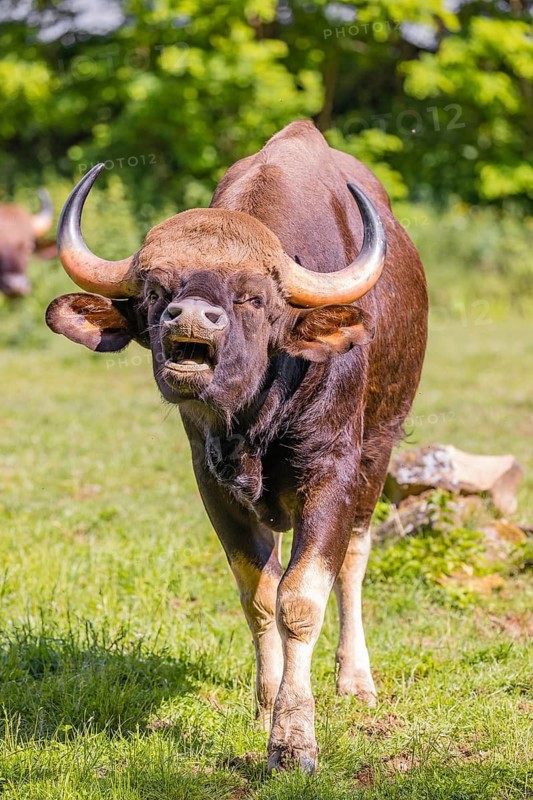 Portrait of a male Gaur (Bos gaurus gaurus) on a green meadow