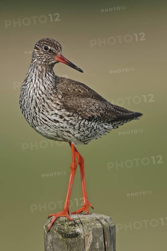 Common Redshank (Tringa totanus) male, Lower Saxony, Germany