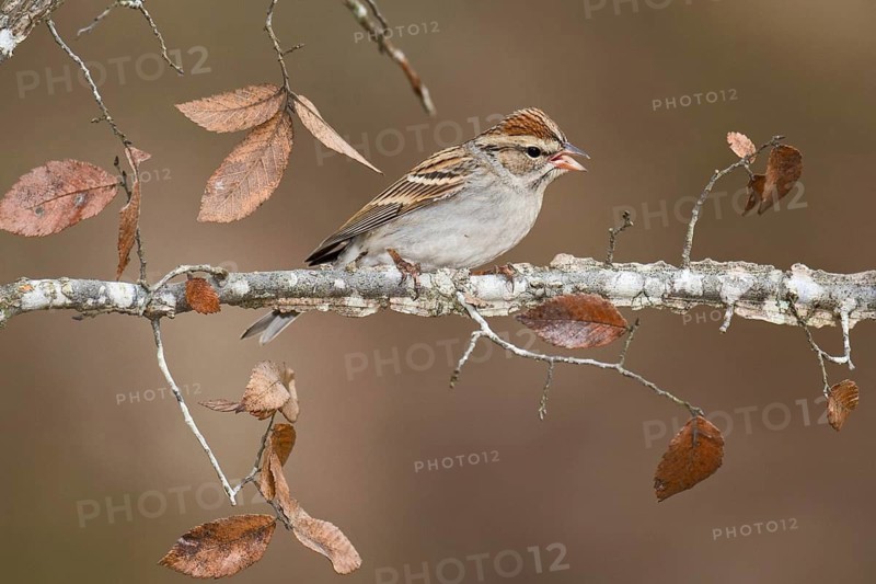 Chipping Sparrow (Spizella passerina) perched on a branch, Texas, USA