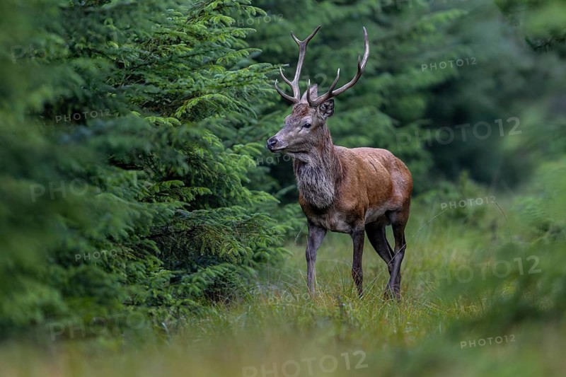 In focus, a red deer (Cervus elaphus) crosses a forest aisle, rutting season, September, Denmark
