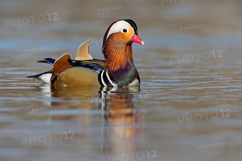 Mandarin duck, (Aix galericulata), animals, birds, duck birds, male, drake, forest park, Mannheim, Baden-Württemberg, Federal Republic of Germany