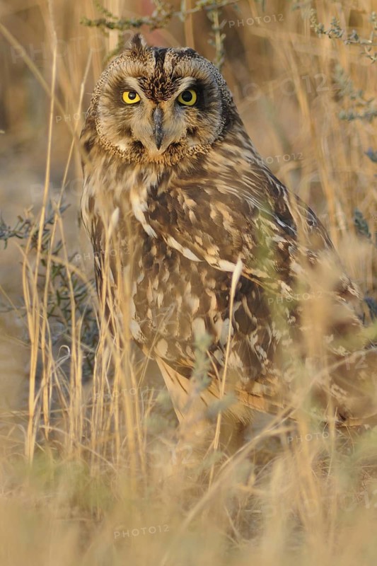 Short-eared Owl (Asio flammeus), India