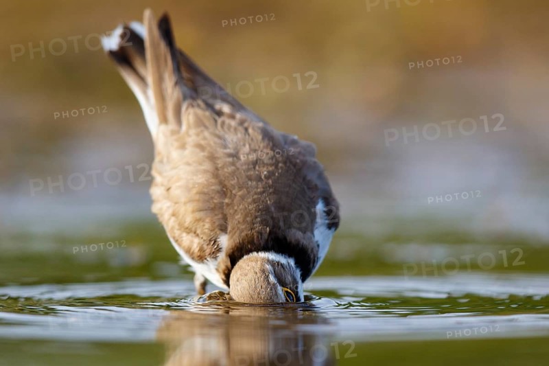 Little Ringed Plover (Charadrius dubius) bathing, North Rhine-Westphalia, Germany