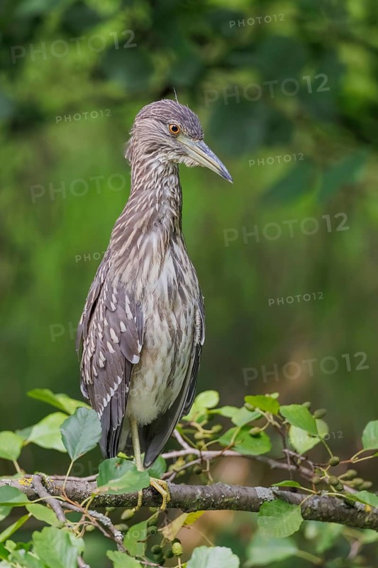 Nachtreiher, Nycticorax nycticorax Night Heron, Nycticorax nycticorax