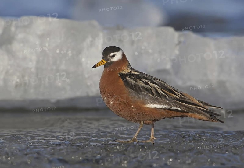Red Phalarope (Phalaropus fulicarius) female, Alaska, USA