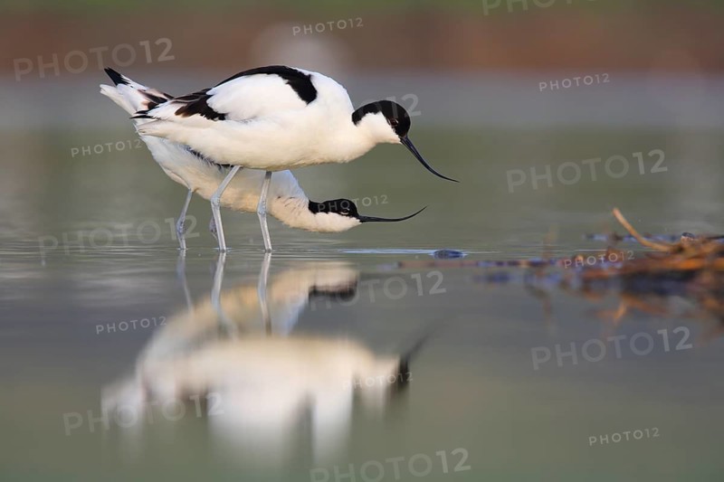 Pied Avocet (Recurvirostra avosetta) pair displaying, Texel, Netherlands