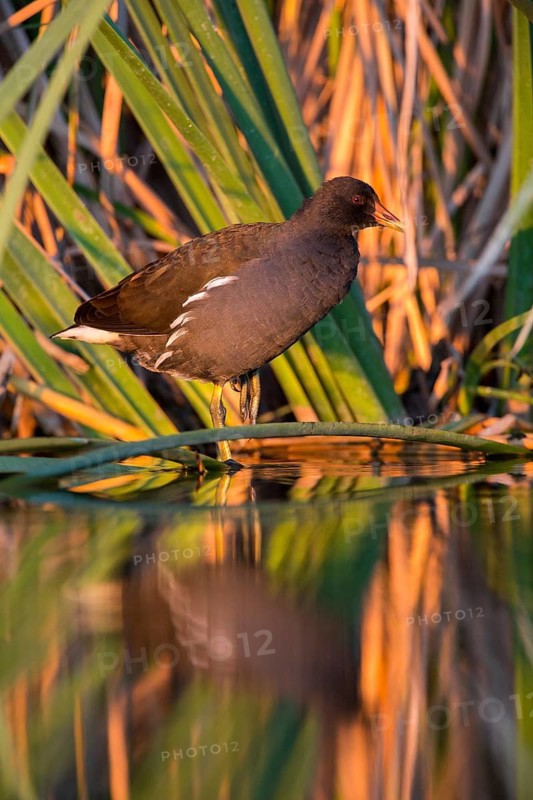 Common Moorhen (Gallinula chloropus), Castile-La Mancha, Spain