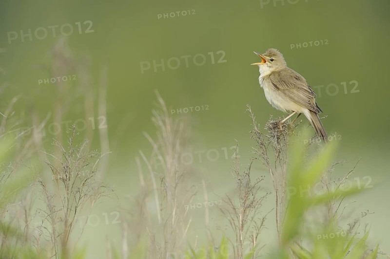 Marsh Warbler (Acrocephalus palustris) singing, North Rhine-Westphalia, Germany