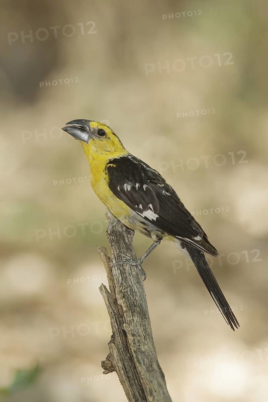 Yellow Grosbeak (Pheucticus chrysopeplus) male, California, USA