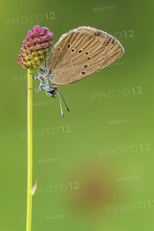Dunkler Wiesenknopf-Ameisenbläuling auf Grossem Wiesenknopf, Maculinea nausithous, Sanguisorba officinalis Dusky Large Blue, Great Burnet, Maculinea nausithous, Sanguisorba officinalis