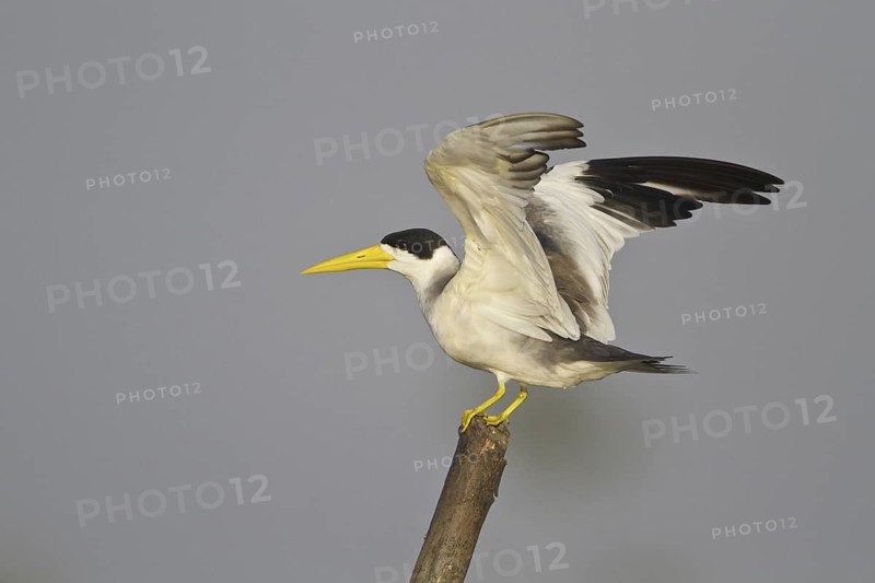 Large-billed Tern (Phaetusa simplex), Ecuador