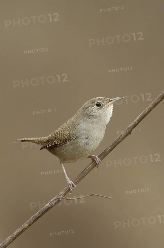 House Wren (Troglodytes aedon), Texas, USA