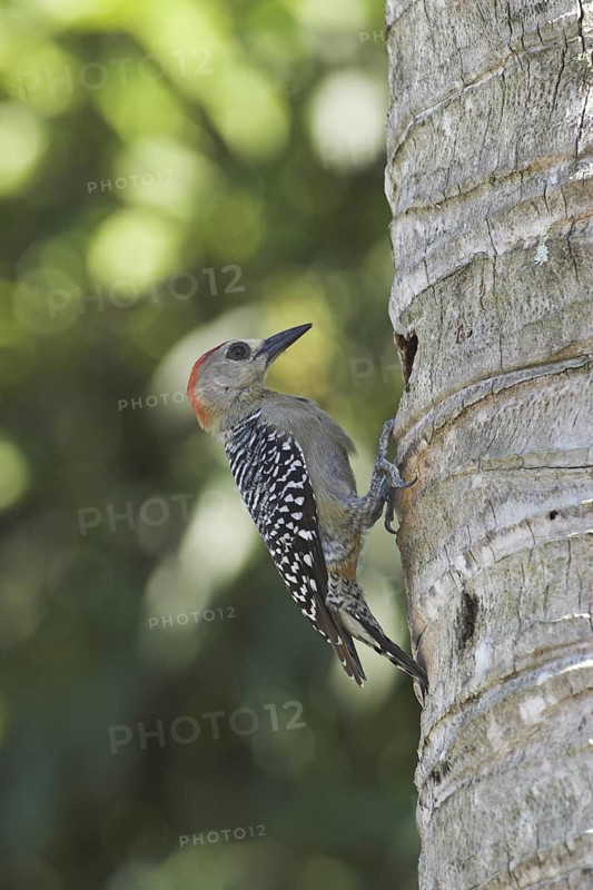 Red-crowned Woodpecker (Melanerpes rubricapillus), Costa Rica