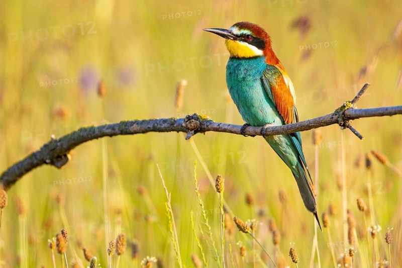 Bee-eater (Merops apiaster) Hungary, bee-eater, Hungary, sitting room, Hungary