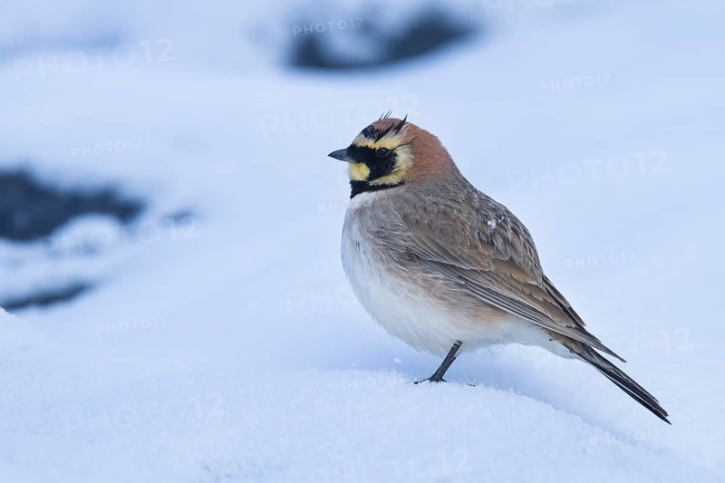 Atlas Horned Lark - Atlas-Ohrenlerche - Eremophila alpestris atlas, Morocco
