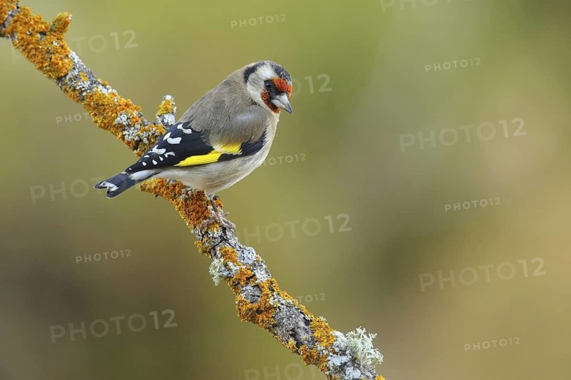 European Goldfinch (Carduelis carduelis), Andalusia, Spain
