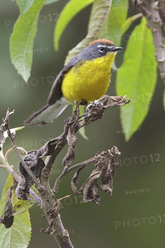 Brown-capped Redstart (Myioborus brunniceps) perched on a branch in Bolivia, South America