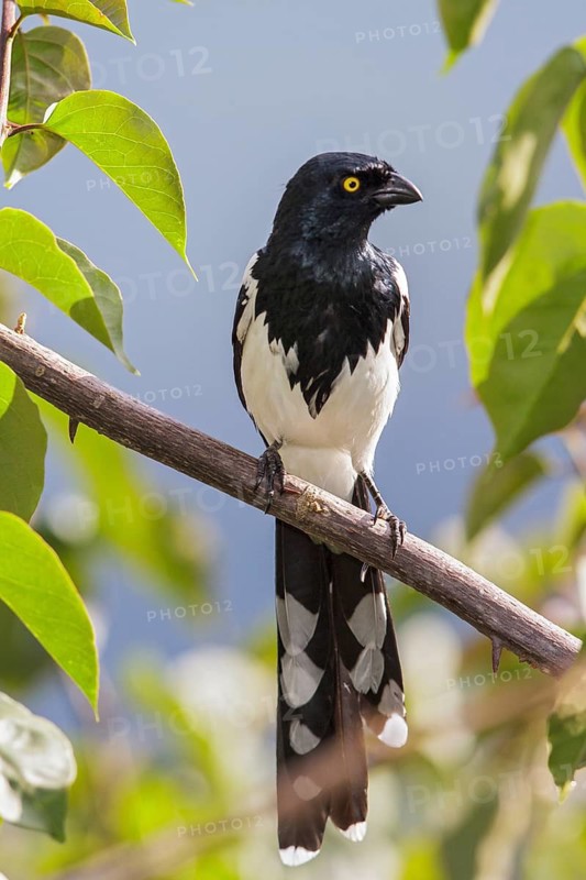 Magpie Tanager (Cissopis leverianus) perched on a branch in the Atlantic rainforest of southeast Brazil