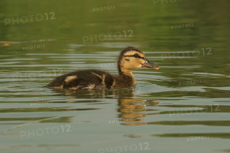 Mallard (Anas platyrhynchos) 18-day-old chick swimming in the lake, Allgäu, Bavaria, Germany