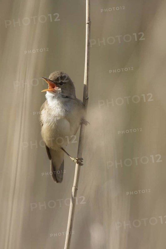 Eurasian reed warbler (Acrocephalus scirpaceus) male calling in reed land, marshland in spring