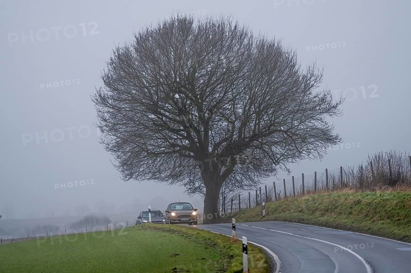 Thick fog, with low visibility, country road, Schuirweg, bare trees, winter, in Essen, North Rhine-Westphalia, Germany