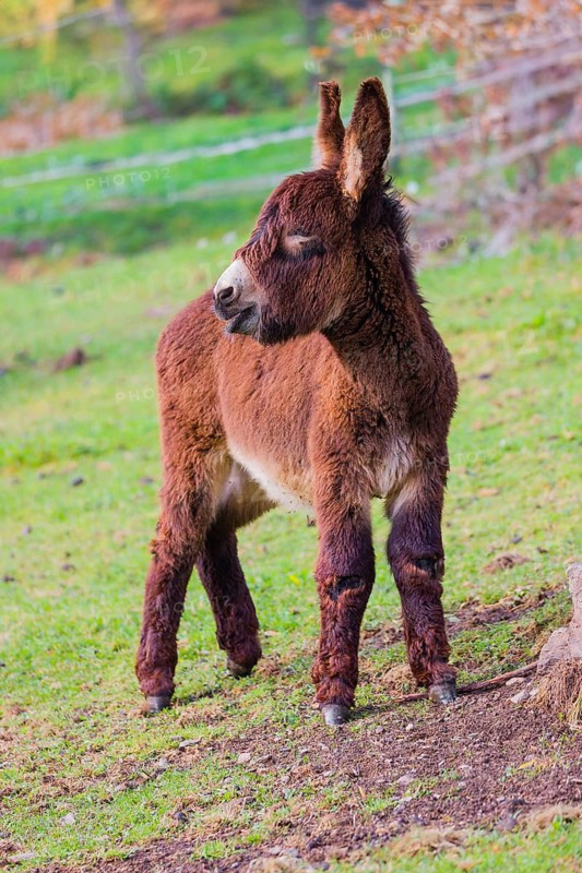 A young domestic donkey, Equus (africanus) asinus stands on a green paddock. Background modified