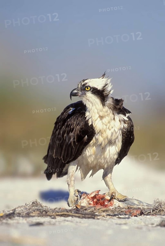 Western Osprey (Pandion haliaetus), Texas, USA