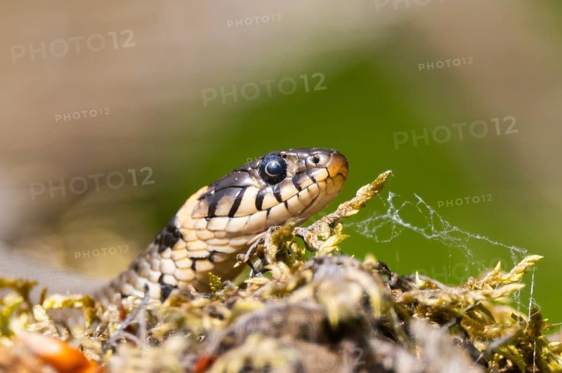 Grass snake (Natrix natrix) on the ground in summer, Bavaria, Germany