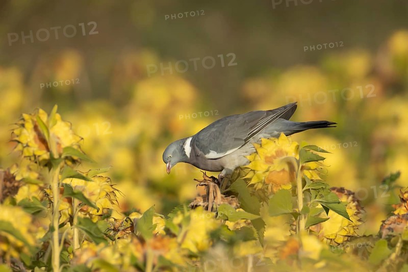 Wood pigeon (Columba palumbus) adult bird on a sunflower seedhead in a wildflower strip, England, United Kingdom