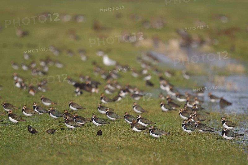 Northern Lapwing (Vanellus vanellus), North Rhine-Westphalia, Germany