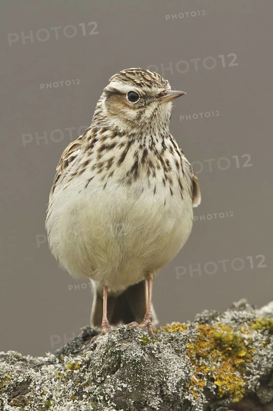 Woodlark (Lullula arborea), Rhineland-Palatinate, Germany