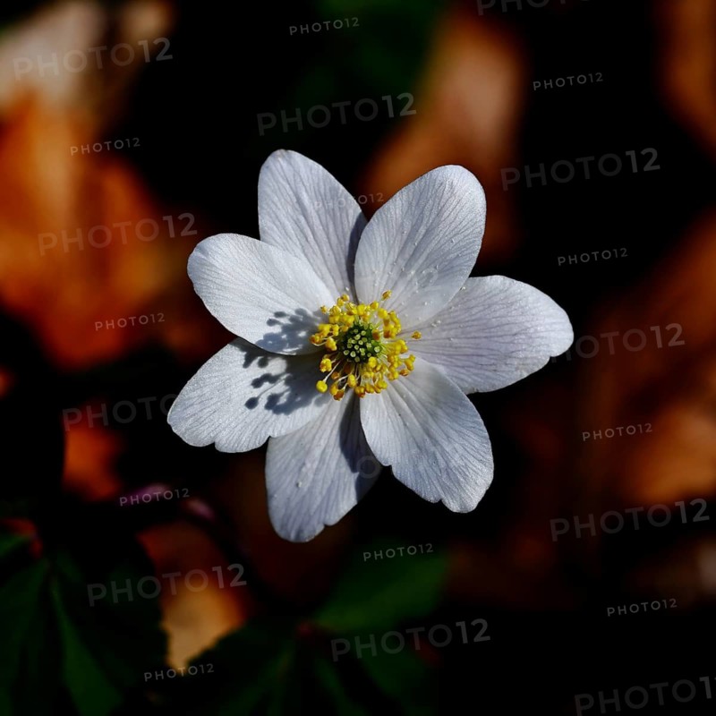 Wood anemone (Anemone nemorosa), flower, close-up, early bloomer, spring, Wilnsdorf, North Rhine-Westphalia, Germany