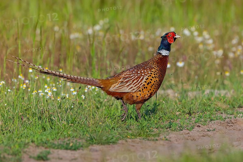Pheasant (Phasianus colchicus), Faisan de Colchide, Faisan de chasse, Faisán Vulgar, Tiszaalpár, Kiskunsági National Park, Bács-Kiskun, Hungary