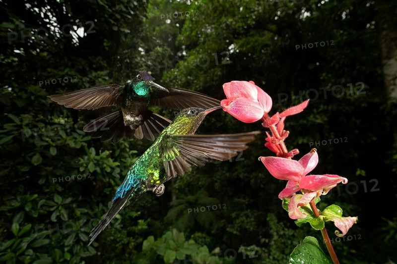 A vibrant Garden Emerald Hummingbird hovers near a pink flower in the lush cloud forest of Cerro Punta, Panama, showcasing the area's rich biodiversity and natural beauty