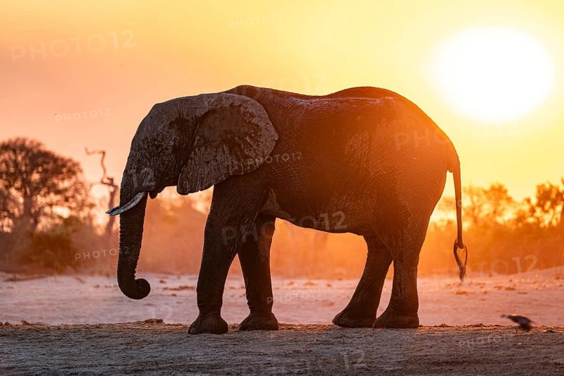 African elephant (Loxodonta africana), sunset, Savuti, Chobe National Park, Botswana