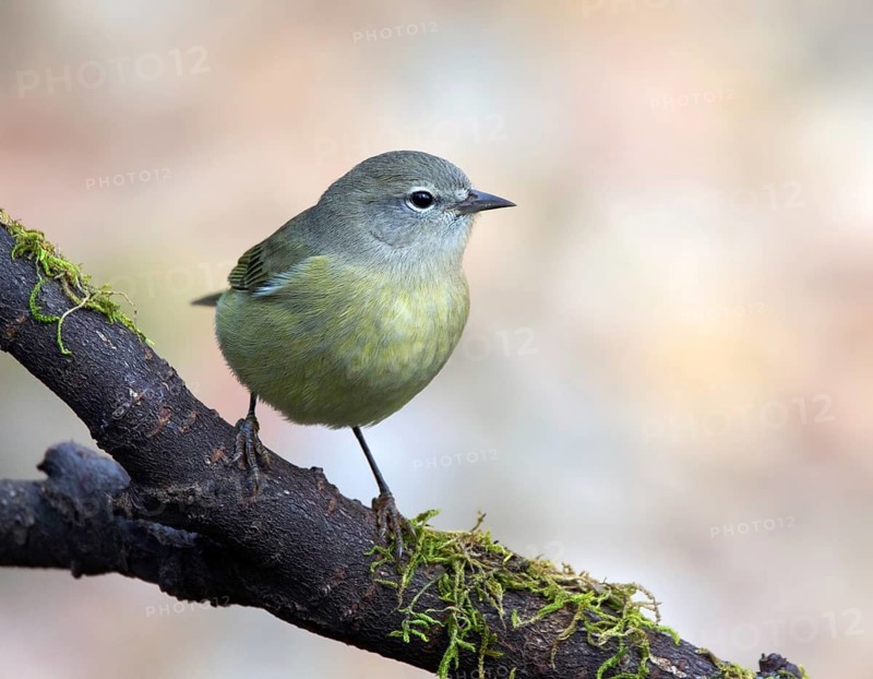 Orange-crowned Warbler, Oreothlypis celata, perched in the fall, in Saskatoon, Saskatchewan, Canada
