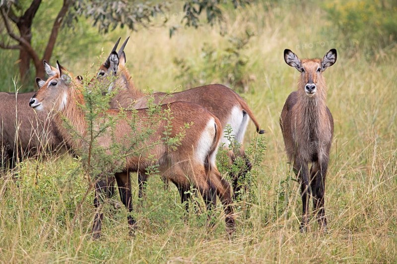 Defassa waterbucks (Kobus defassa), antelopes, Akagera National Park or Kagera National Park, Eastern Province, Rwanda