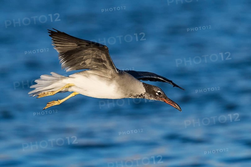 White-eyed Gull (Ichthyaetus leucophthalmus) juvenile flying, Eilat, Israel