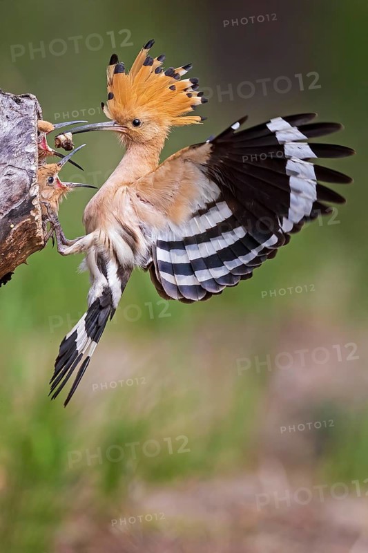 Eurasian Hoopoe (Upupa epops) feeding chicks in breeding cavity, Saxony-Anhalt, Germany