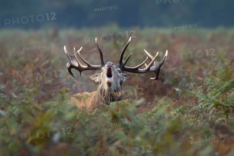 Red deer (Cervus elaphus) adult male stag animal roaring in the rutting season amongst autumn colour bracken leaves, England, United Kingdom