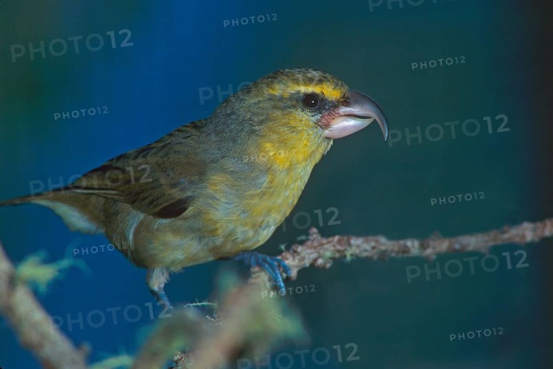 Maui Parrotbill, Pseudonestor xanthophrys, Endangered, Hawaiian Honeycreeper
