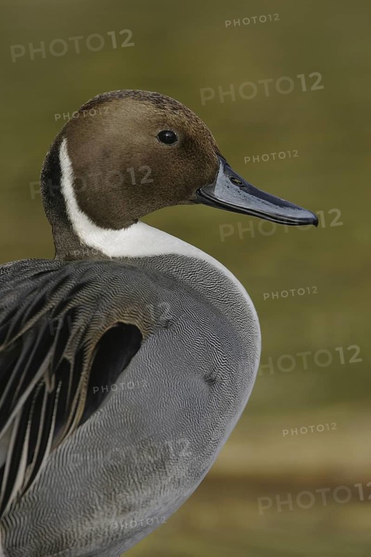 Northern Pintail (Anas acuta) male, Arizona, USA