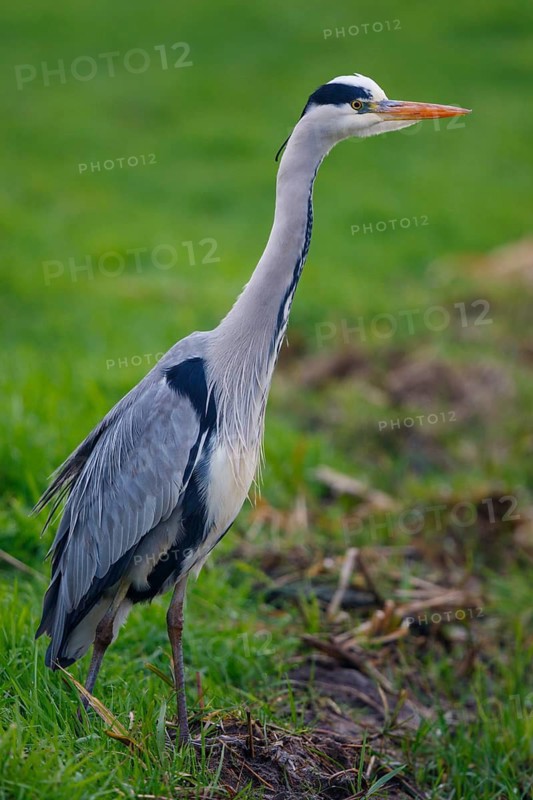 Grey Heron (Ardea cinerea), Netherlands