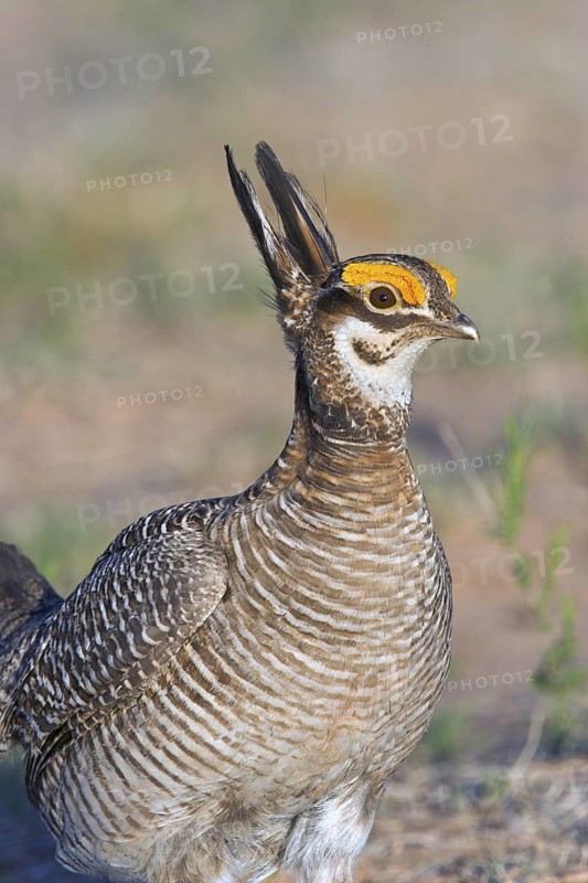 Lesser Prairie Chicken (Tympanuchus pallidicinctus) male displaying, New Mexico, USA